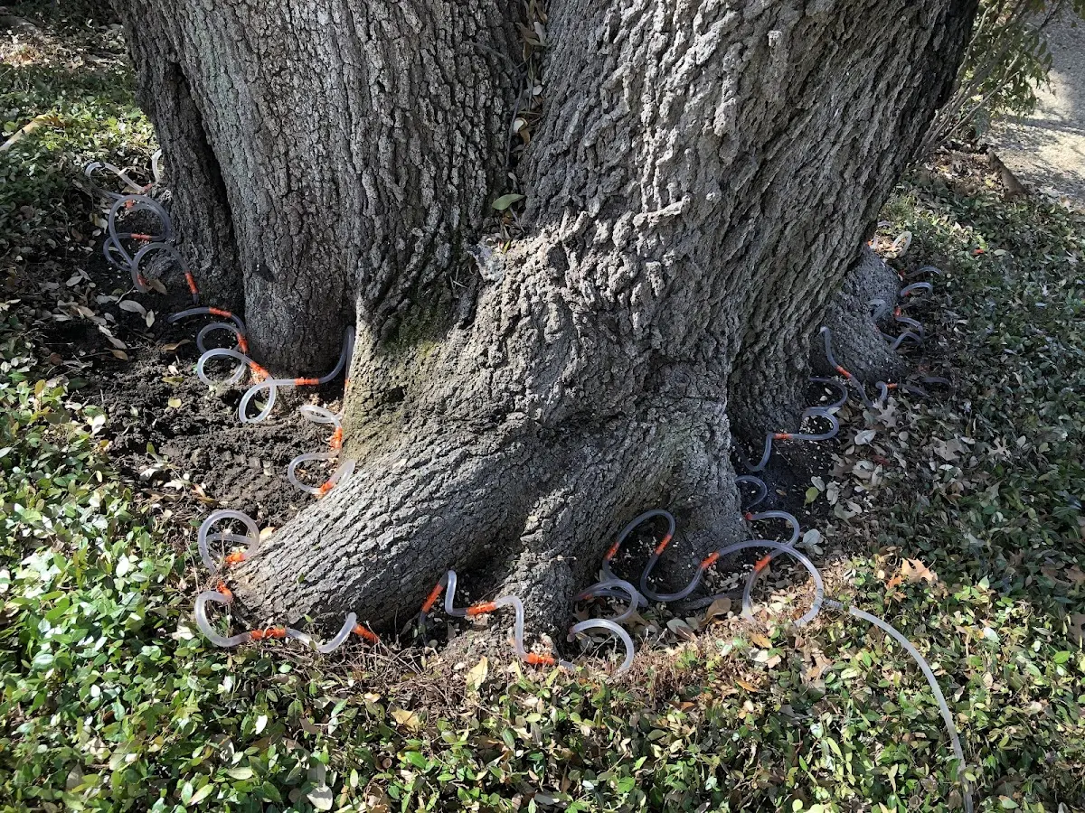 Detailed Tree Cabling and Bracing job site in Sibley