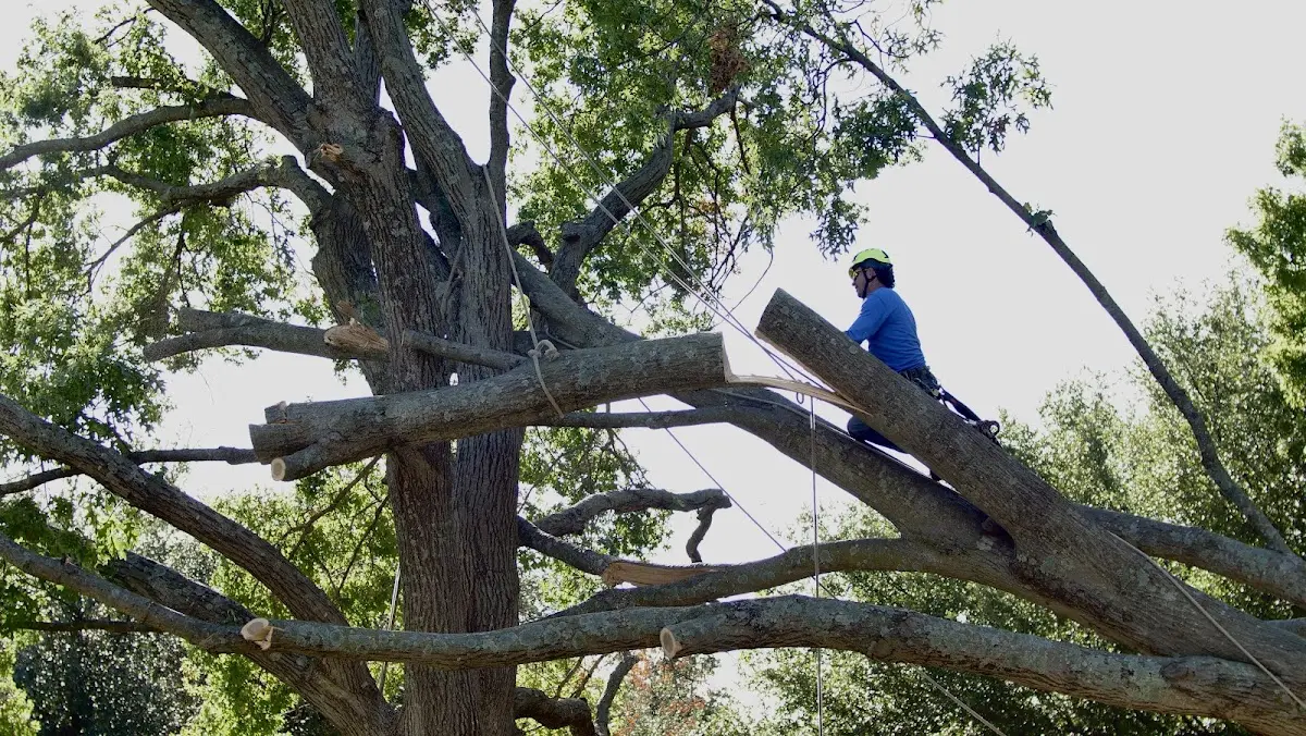 Professional Crown Thinning performed by certified arborists in Sibley