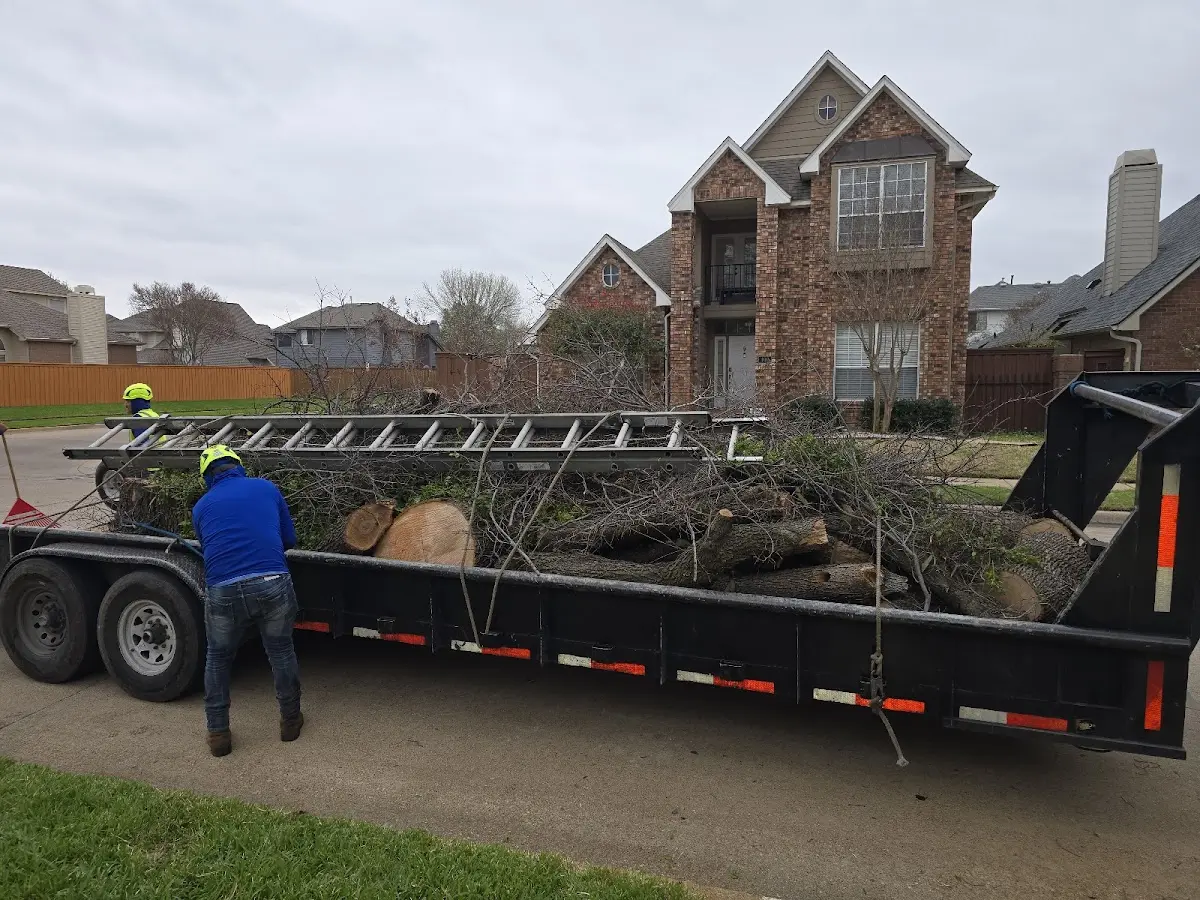 Expert Tree Pest Control with proper safety equipment in Sibley